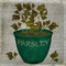 Herb Parsley Poster Print by Beth Albert - Item # VARPDXBA1091